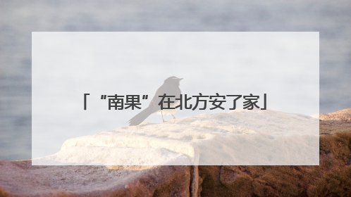 “南果”在北方安了家