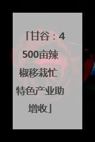 甘谷：4500亩辣椒移栽忙 特色产业助增收