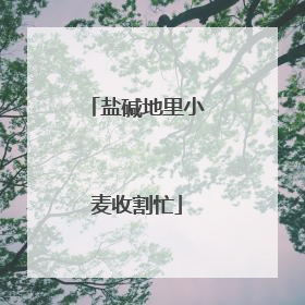 盐碱地里小麦收割忙
