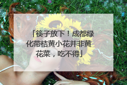 筷子放下！成都绿化带桔黄小花并非黄花菜，吃不得