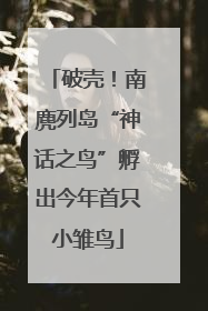 破壳！南麂列岛“神话之鸟”孵出今年首只小雏鸟