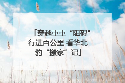 穿越重重“阻碍”行进百公里 看华北豹“搬家”记