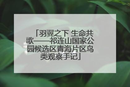 羽翼之下 生命共歌——祁连山国家公园候选区青海片区鸟类观察手记
