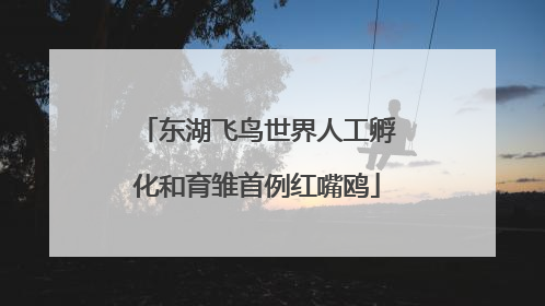 东湖飞鸟世界人工孵化和育雏首例红嘴鸥
