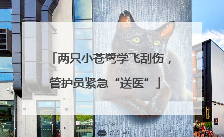 两只小苍鹭学飞刮伤，管护员紧急“送医”