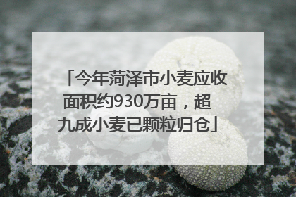 今年菏泽市小麦应收面积约930万亩，超九成小麦已颗粒归仓