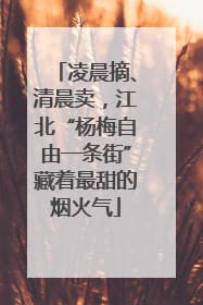 凌晨摘、清晨卖，江北“杨梅自由一条街”藏着最甜的烟火气