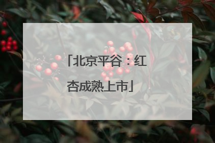 北京平谷：红杏成熟上市