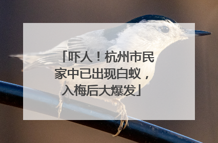 吓人！杭州市民家中已出现白蚁，入梅后大爆发