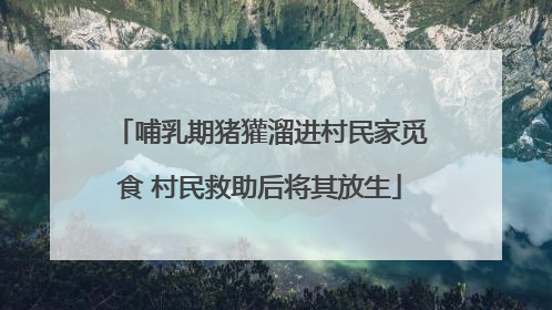 哺乳期猪獾溜进村民家觅食 村民救助后将其放生