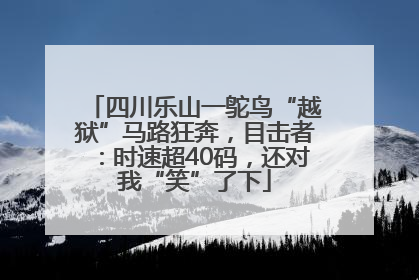 四川乐山一鸵鸟“越狱”马路狂奔，目击者：时速超40码，还对我“笑”了下