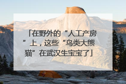 在野外的“人工产房”上，这些“鸟类大熊猫”在武汉生宝宝了