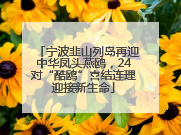 宁波韭山列岛再迎中华凤头燕鸥，24对“酷鸥”喜结连理迎接新生命