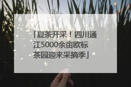 夏茶开采！四川通江5000余亩欧标茶园迎来采摘季
