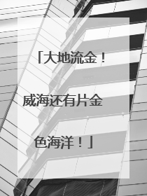 大地流金！威海还有片金色海洋！