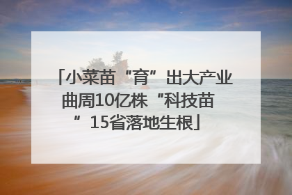 小菜苗“育”出大产业 曲周10亿株“科技苗”15省落地生根