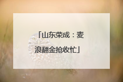 山东荣成：麦浪翻金抢收忙
