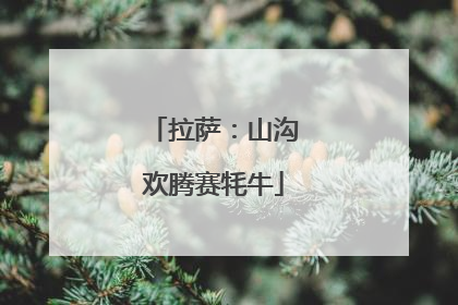 拉萨：山沟欢腾赛牦牛