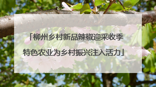 柳州乡村新品辣椒迎采收季 特色农业为乡村振兴注入活力