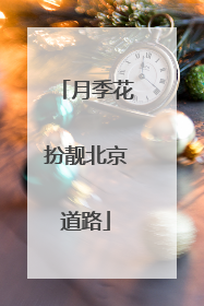 月季花扮靓北京道路