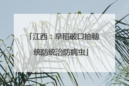江西：早稻破口抽穗 统防统治防病虫