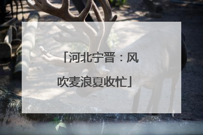 河北宁晋：风吹麦浪夏收忙