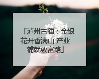 泸州古蔺：金银花开香满山 产业铺就致富路