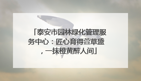 泰安市园林绿化管理服务中心：匠心育得萱草盛，一抹橙黄醉人间