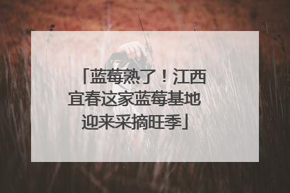 蓝莓熟了！江西宜春这家蓝莓基地迎来采摘旺季