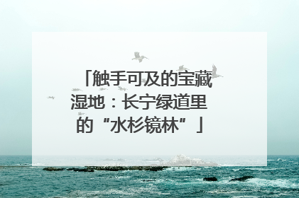 触手可及的宝藏湿地：长宁绿道里的“水杉镜林”