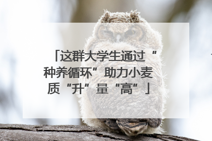 这群大学生通过“种养循环”助力小麦质“升”量“高”