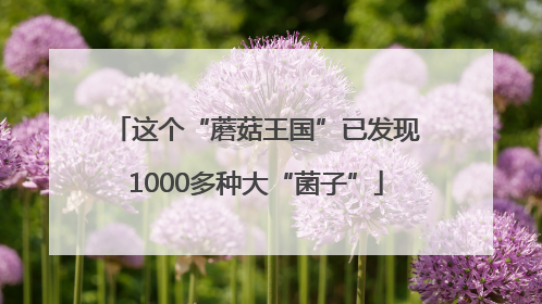 这个“蘑菇王国”已发现1000多种大“菌子”