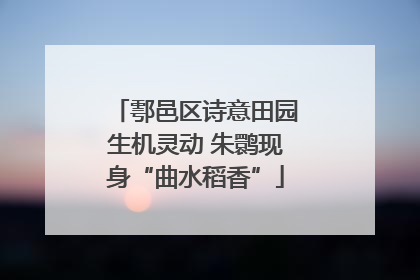 鄠邑区诗意田园生机灵动 朱鹮现身“曲水稻香”