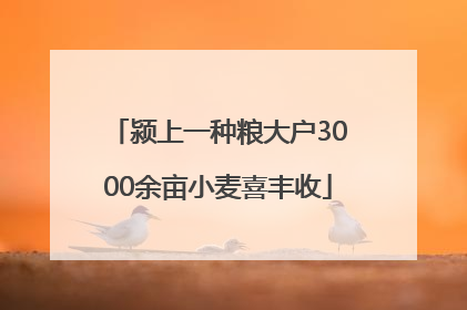 颍上一种粮大户3000余亩小麦喜丰收