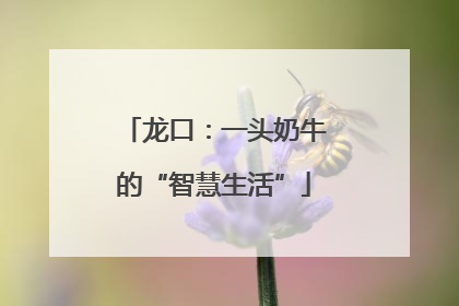 龙口：一头奶牛的“智慧生活”
