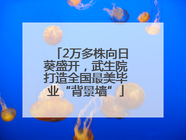 2万多株向日葵盛开，武生院打造全国最美毕业“背景墙”